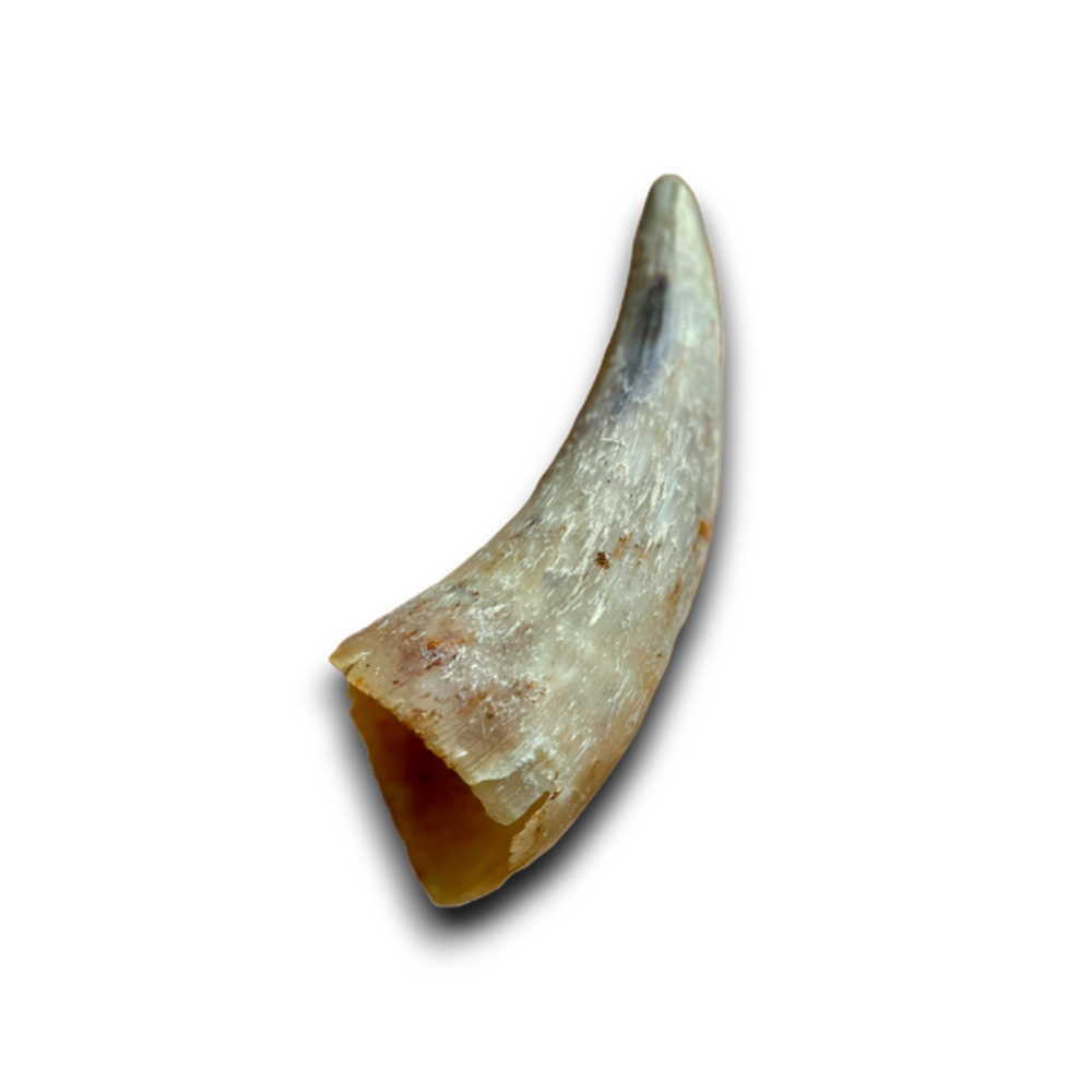 Anco Empty Cow Horn