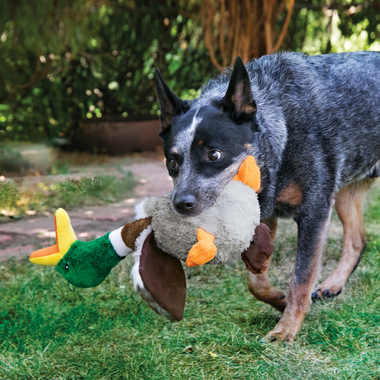 KONG® Shakers Honkers Duck