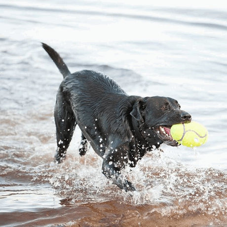 KONG® AirDog Football - Proper Dog Treats