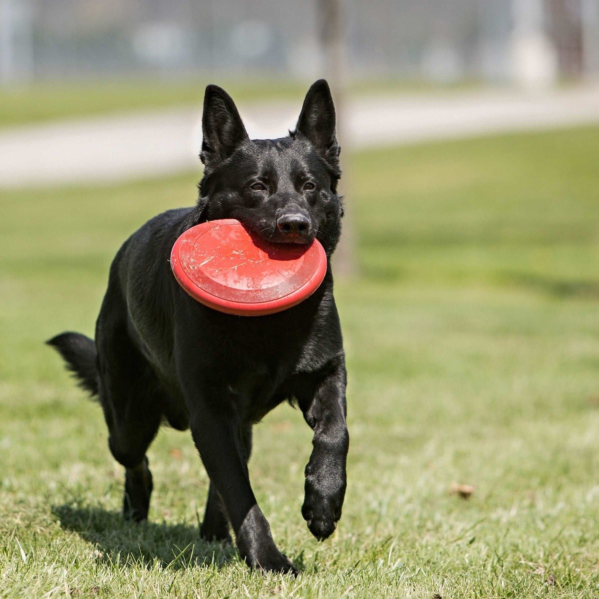 KONG® Flyer Large - Proper Dog Treats