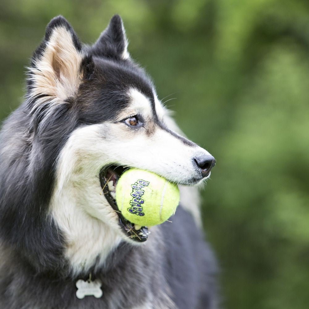 KONG® SqueakAir® Tennis Ball - Proper Dog Treats